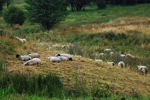 schapen